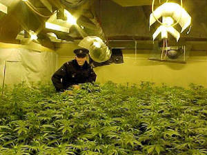 74weed.jpg
