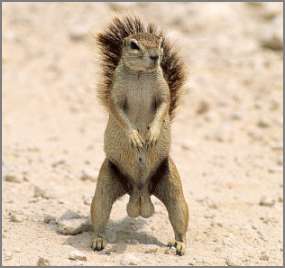 squirrel.jpeg